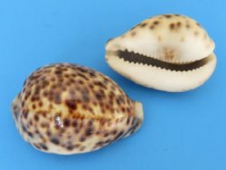 2-1/2" to 2-3/4" Wholesale Polished Tiger Cowrie Shells from India - 25 pcs @ $.32 each