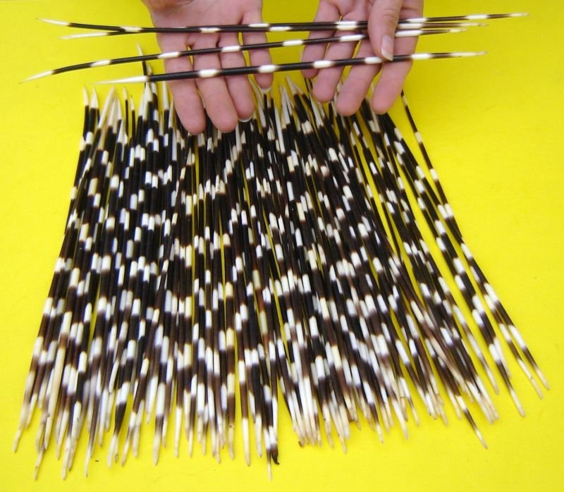 African porcupine quills wholesale (thin) 12 up to 14 inches