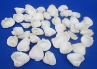 Wholesale Large White Cardium (Anadora Scapa), Ribbed Cockle shells 1-3/4" to 2-1/4" - 26 kilos @ $2.20/kilo