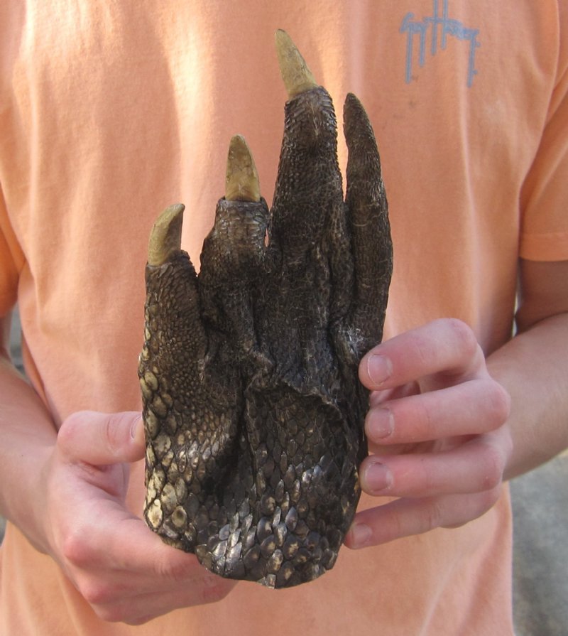 LARGE alligator foot, 81/2 inches long and 4 inches wide from a 12