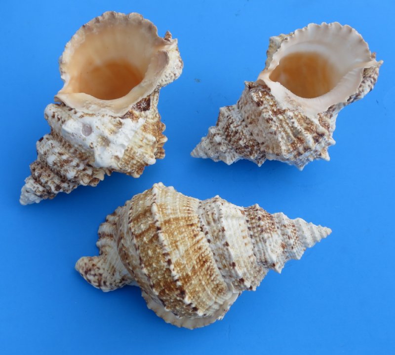 8 inches frog shells from Africa, bursa bubo,