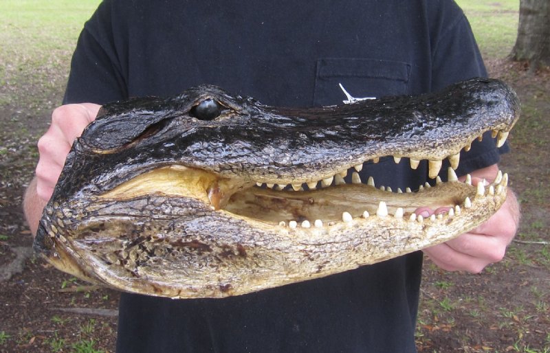 16 inch alligator head for sale from an 10 foot Louisiana gator