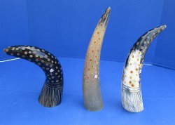 Wholesale Decorative Polished Cattle/Cow drinking horns with carved lines and dots design. 2 pcs @ $14.25 each; Packed: 8 pcs @ $12.80 each