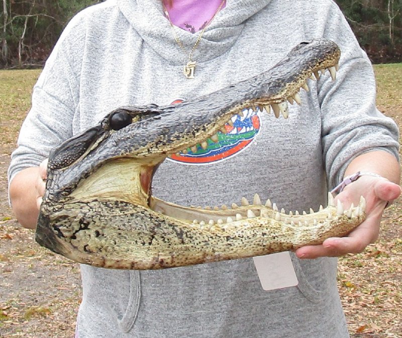 151/2 inch long Alligator Head