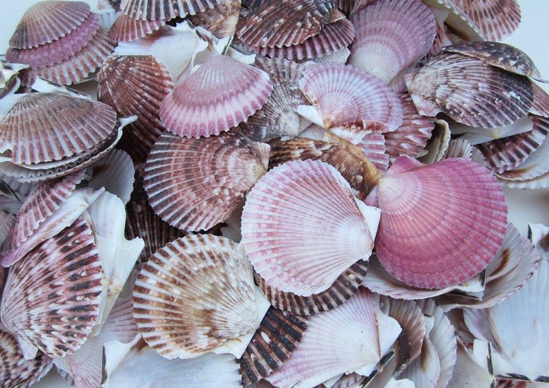 Wholesale Pecten Purpuratus Shells, Purple Scallop