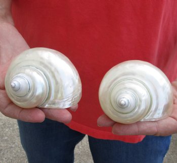 Buy this 2 piece lot of Beautiful Pearl Turbo Shells for shell crafts for $15/lot