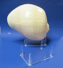 4 leg 6" Large Acrylic Rock Stands and Plastic Shell Stands Wholesale - Pack of 6 @ $2.20 each; Pack of 36 @ $1.95 each 