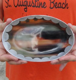 Oval Shaped Polished Buffalo Horn Bowl, Ox Horn Bowl with aluminum scallop design decorative edge 7 inches for $20.00