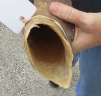 25 inch Goat Horn for sale - $20.00 