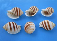 Wholesale 4 to 4-1/2 inch Banded Tun Shells Tonna Sulcosa, large shells for hermit crabs; Case of 120 pcs @ $1.80 each 