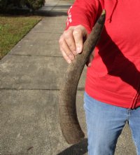 Kudu horn for sale measuring 16 inches, for making a shofar for $14.00 