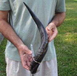 Polished Kudu horn for sale measuring 20 inches, for making a shofar for $43