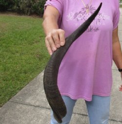 Kudu horn for sale measuring 23 inches, for making a shofar for $37.00