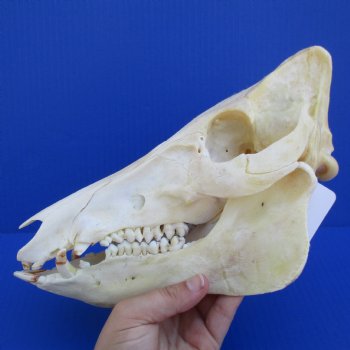 10" Wild Boar Skull - $40