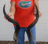 2 piece lot of #2 Grade Kudu horns for sale measuring 28 to 29 inches, for making a shofar.  You are buying the horns in the photos for $40/lot (Split base, worm holes)