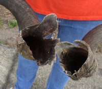 2 piece lot of #2 Grade Kudu horns for sale measuring 28 to 29 inches, for making a shofar.  You are buying the horns in the photos for $40/lot (Split base, worm holes)