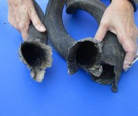 3 piece lot of #2 Grade Kudu horns for sale measuring 25 to 29 inches, for making a shofar.  You are buying the horns in the photos for $60/lot (Damaged base)