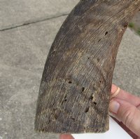 #2 Grade Kudu horn for sale measuring 29 inches, for making a shofar.  You are buying the horn in the photos for $30 (Worm holes)