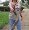 #2 Grade Kudu horn for sale measuring 34 inches, for making a shofar.  You are buying the horn in the photos for $35 (weathered/cracks)