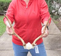 Fallow Deer Skull plate and horns (antlers) 13 and 14 inches for $45