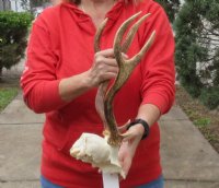 Fallow Deer Skull Plate and horns (antlers) 15 inches wide for $45