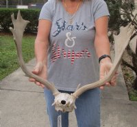 Fallow Deer Skull plate and horns (antlers) 19 inch for $60