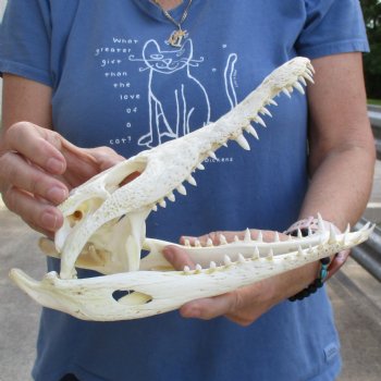 11" A-Grade Nile Crocodile Skull (Cites #084969) - $125