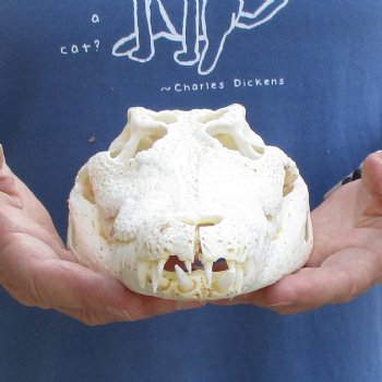 11" A-Grade Nile Crocodile Skull (Cites #084969) - $125