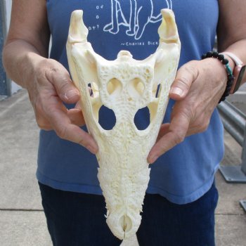 11-1/4" A-Grade Nile Crocodile Skull (Cites #084969) - $125