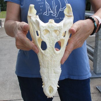 12-1/2" A-Grade Nile Crocodile Skull (Cites #084969) - $155