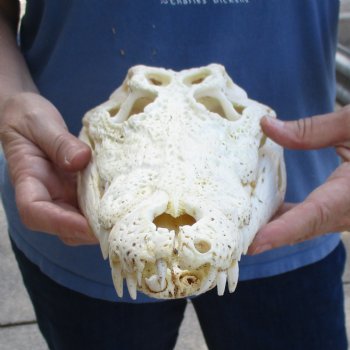 13-1/4" A-Grade Nile Crocodile Skull (Cites #084969) - $190