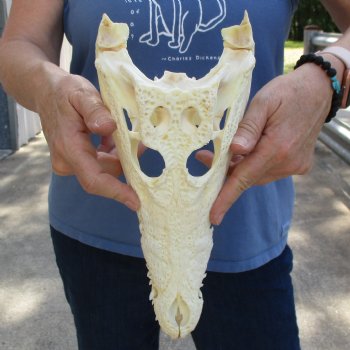 12" B-Grade Nile Crocodile Skull (Cites #084969) - $115