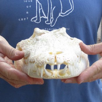 13-1/2" A-Grade Nile Crocodile Skull (Cites #084969) - $190