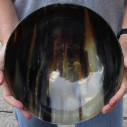 Polished Buffalo Horn, Cow Horn bowl 10 inches - For Sale for $30