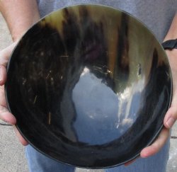 Polished Ox Horn, Cow Horn bowl 10 inches - Available Now for $30