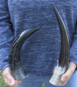 2 piece Carved Polished Cattle/Cow Horns with Sunburst - $35