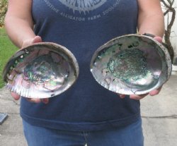 2 Natural Green Abalone shells 6-1/4 and 6-3/4 inches - $22/lot