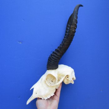9" Male Springbok Skull with 13" Horns - $70