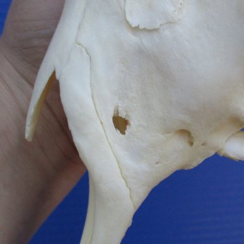 9" Male Springbok Skull with 13" Horns - $70