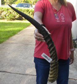 Real Waterbuck Horn for Sale 24 inch - $30