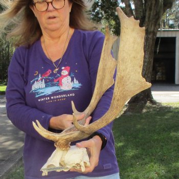 Extra Large Fallow Deer Skull Plate with 19" Antlers - $70