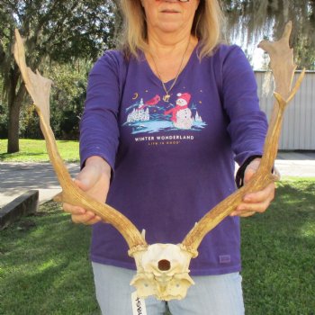 Extra Large Fallow Deer Skull Plate with 20" Antlers - $70