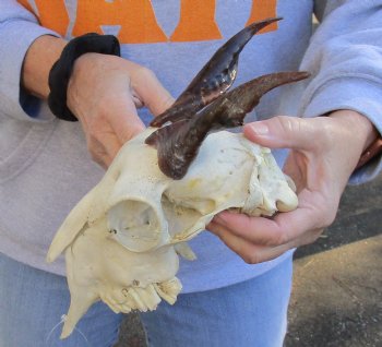 8 inch Goat skull from India with 5 inch horns for sale - $70