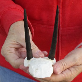 Steenbok Skull Plate with 4" Horns - $36