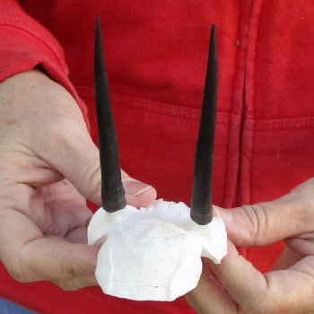 Steenbok Skull Plate with 4" Horns - $36