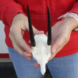 Steenbok Skull Plate with 4-1/2" Horns - $36