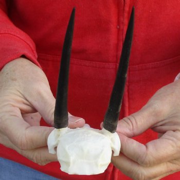 Steenbok Skull Plate with 4-1/2" Horns - $36