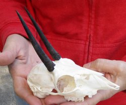 Real African Steenbok Skull with 3-1/2 inches Horns - $65