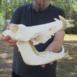 14" African Warthog Skull with 3" Ivory Tusks - $125