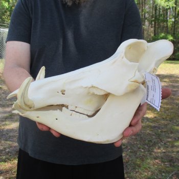 14" African Warthog Skull with 3" Ivory Tusks - $125